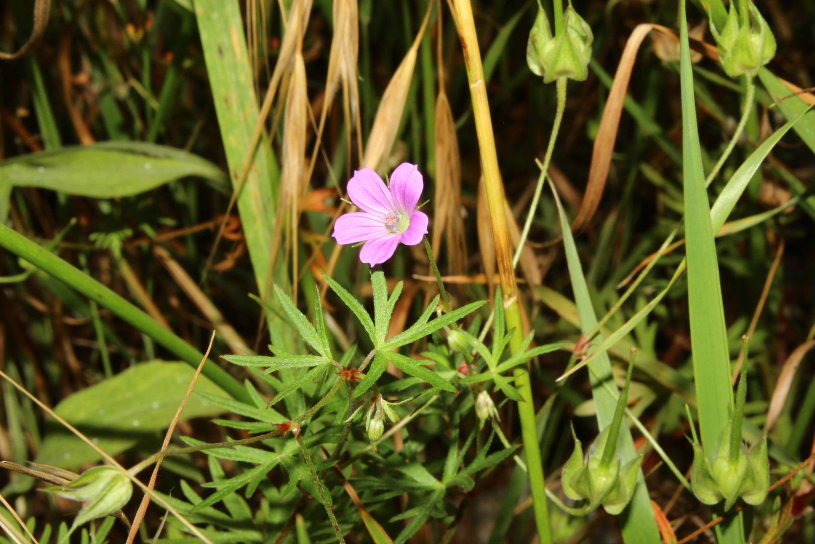 Geranium columbinum / Geranio colombino